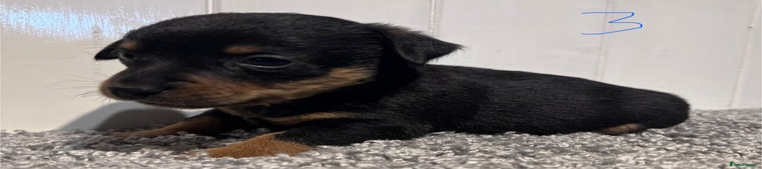 Lancashire Heeler Puppy 3