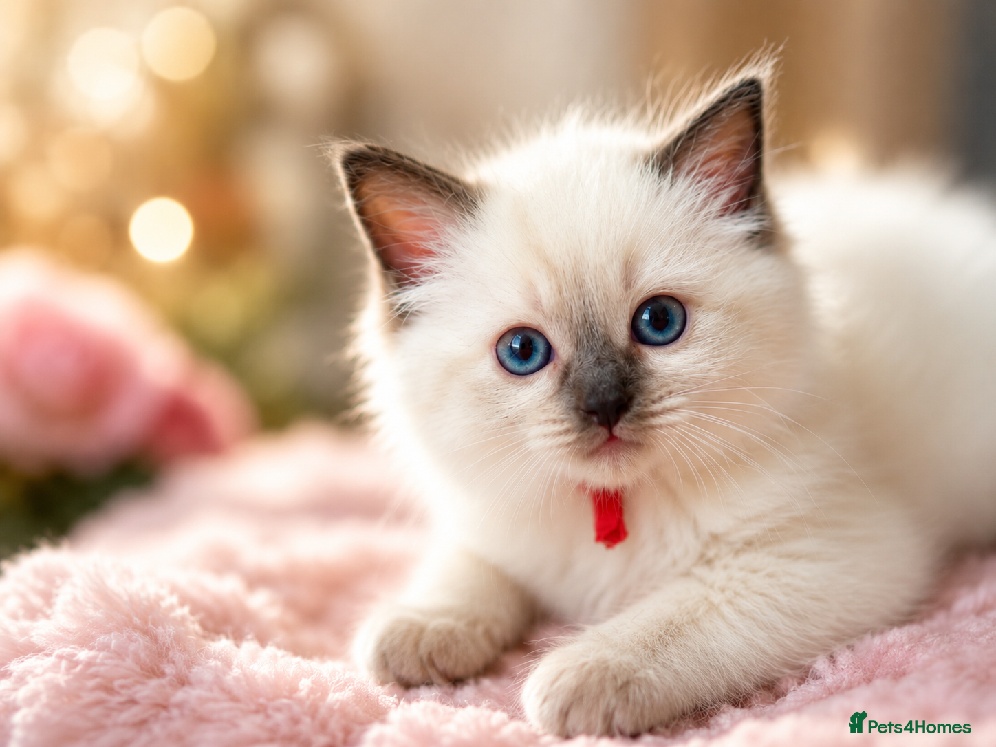 Ragdoll cats DNA Clear Blue Eyed Seal & Blue Point Ragdolls - Advert 9