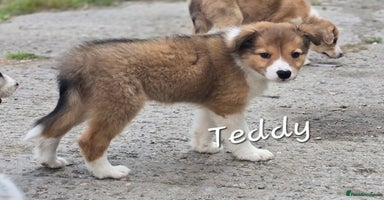 Border Collie dogs - Advert 10