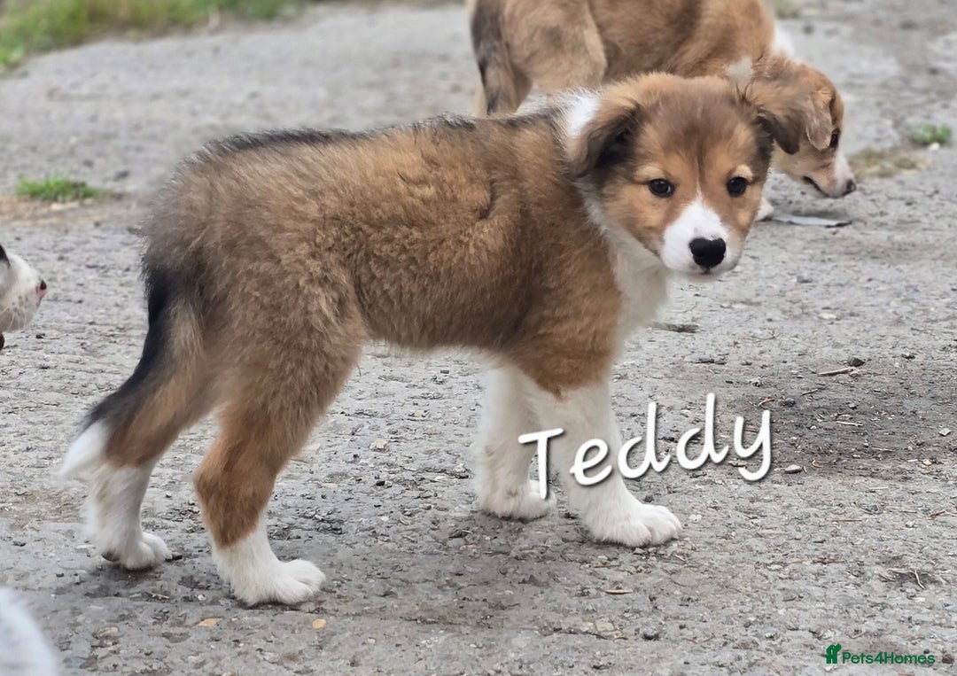 Border Collie dogs for sale:   Welsh Collie boy ready NOW - Image 2
