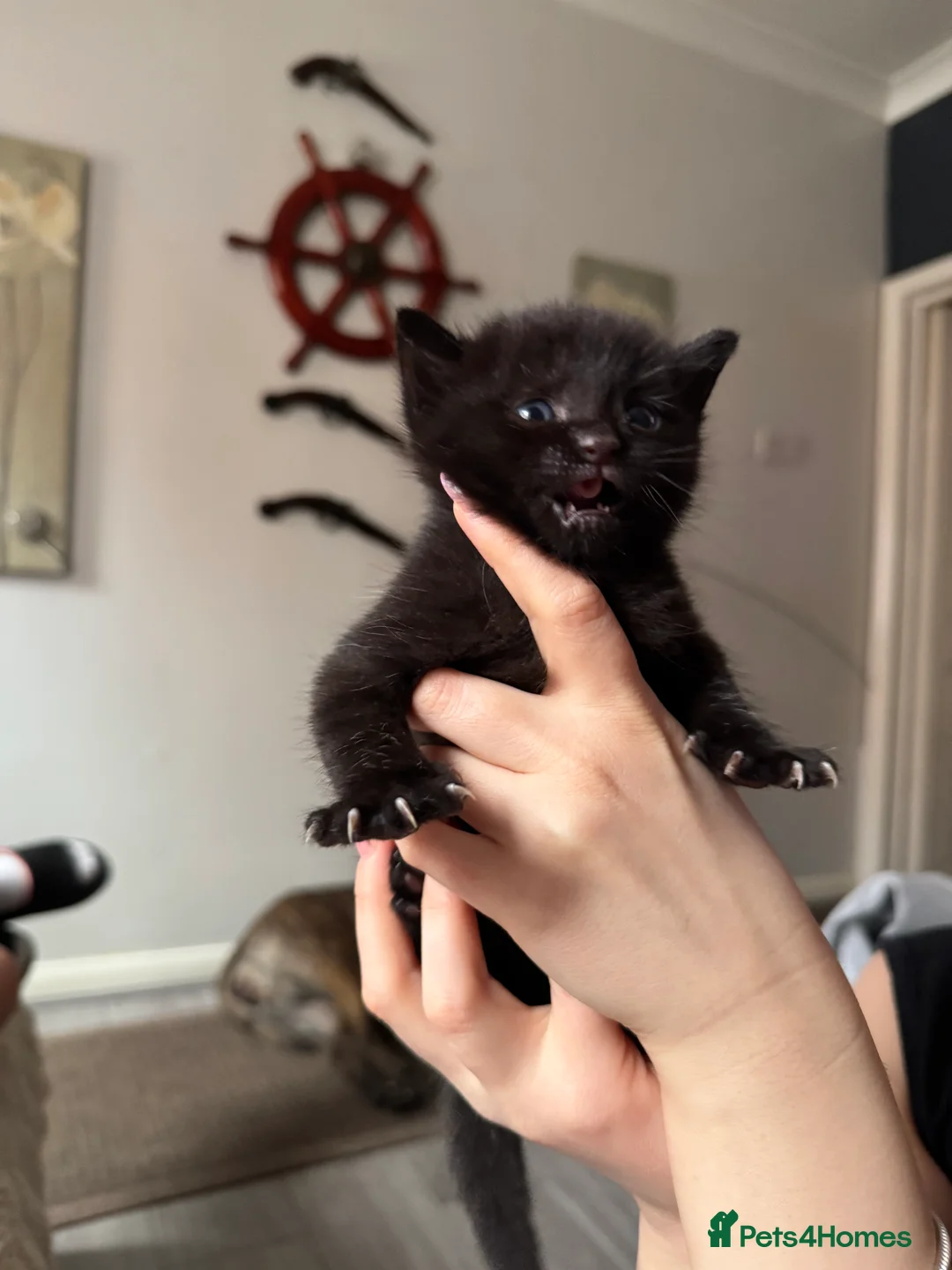 Mixed Breed cats for sale: cats for sale  - Advert 12