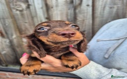 Miniature Dachshund dogs for sale: Long haired miniature dachshunds  - Image 3