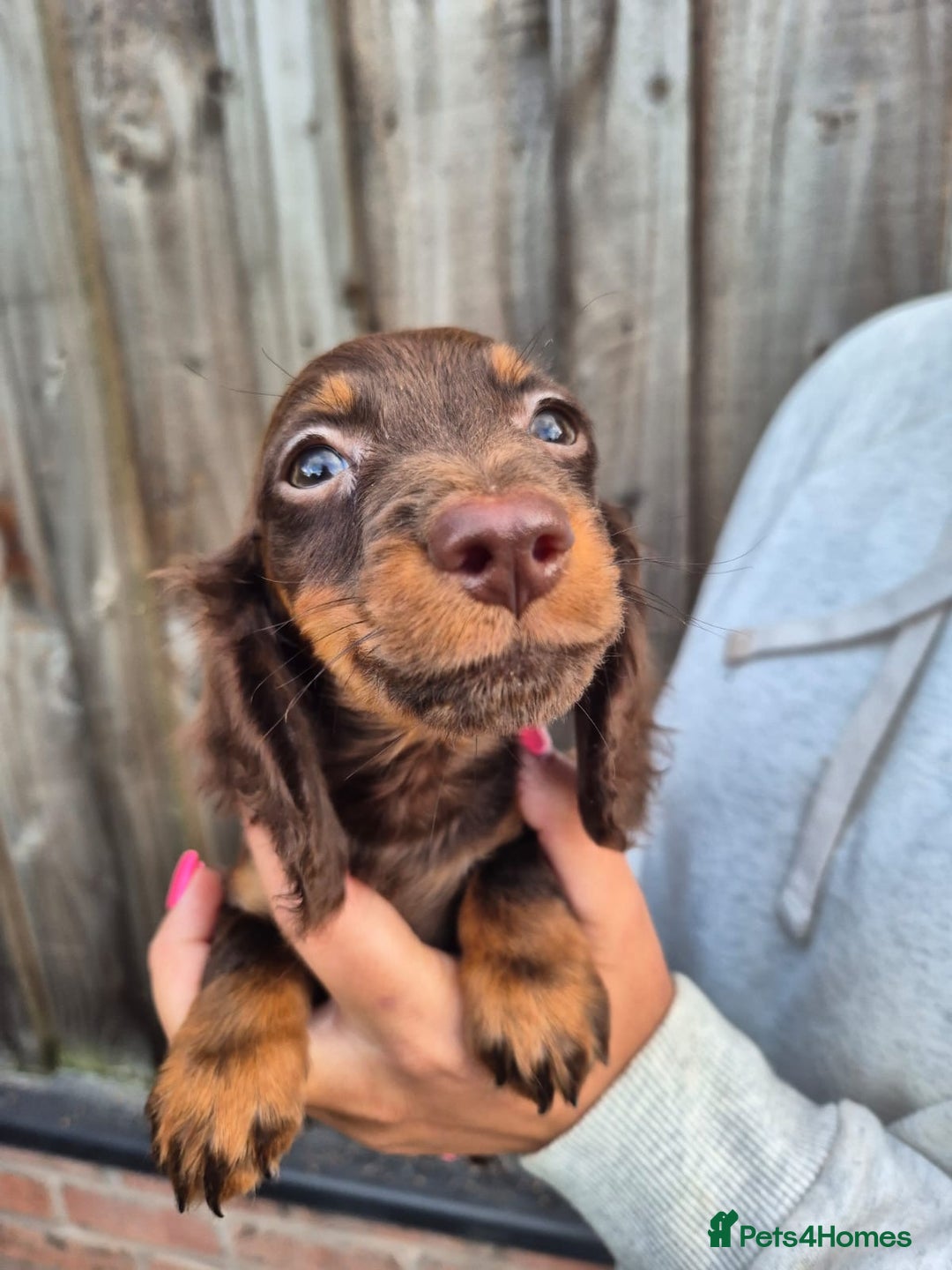 Miniature Dachshund dogs for sale: Long haired miniature dachshunds  - Image 3