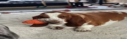 Basset Hound dogs for sale: Basset Hound Boy looking for a loving home❤️ in Swindon - Advert 3