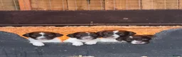 English Springer Spaniel dogs for sale: Cracking Springer Spaniel puppies  - Advert 3