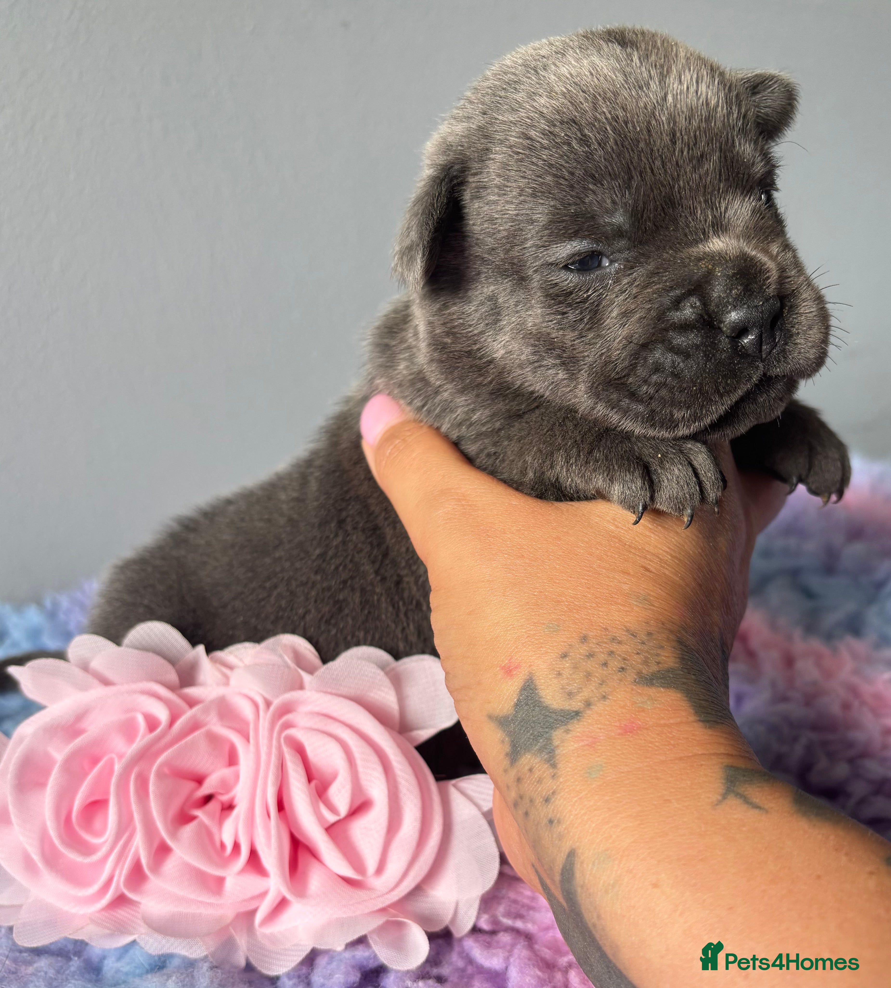 Mixed Breed dogs Frow frow puppies for sale - Advert 4