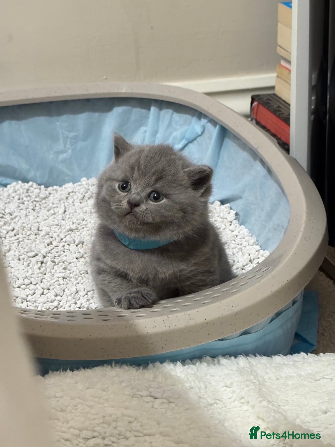 British Shorthair cats for sale: British Shorthair Blue Kittens - Image 18