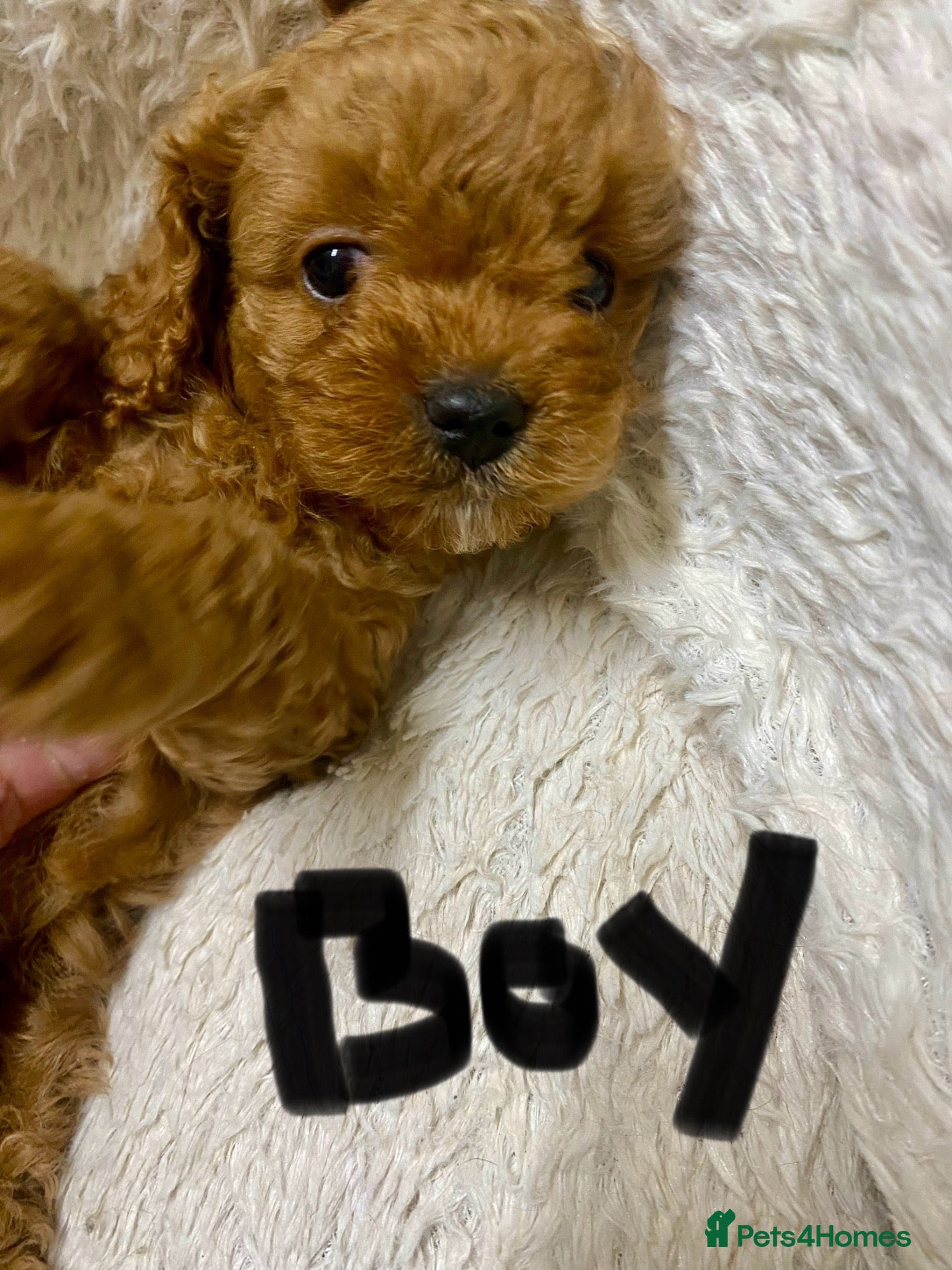 Cavapoo dogs Cavapoo babies  - Advert 2