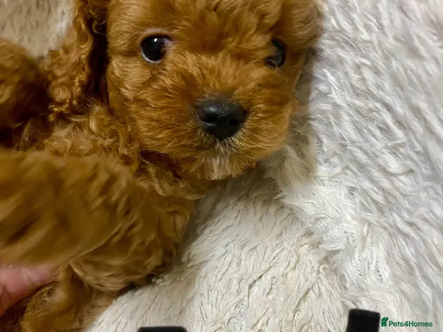 Cavapoo dogs Cavapoo babies - Advert 15