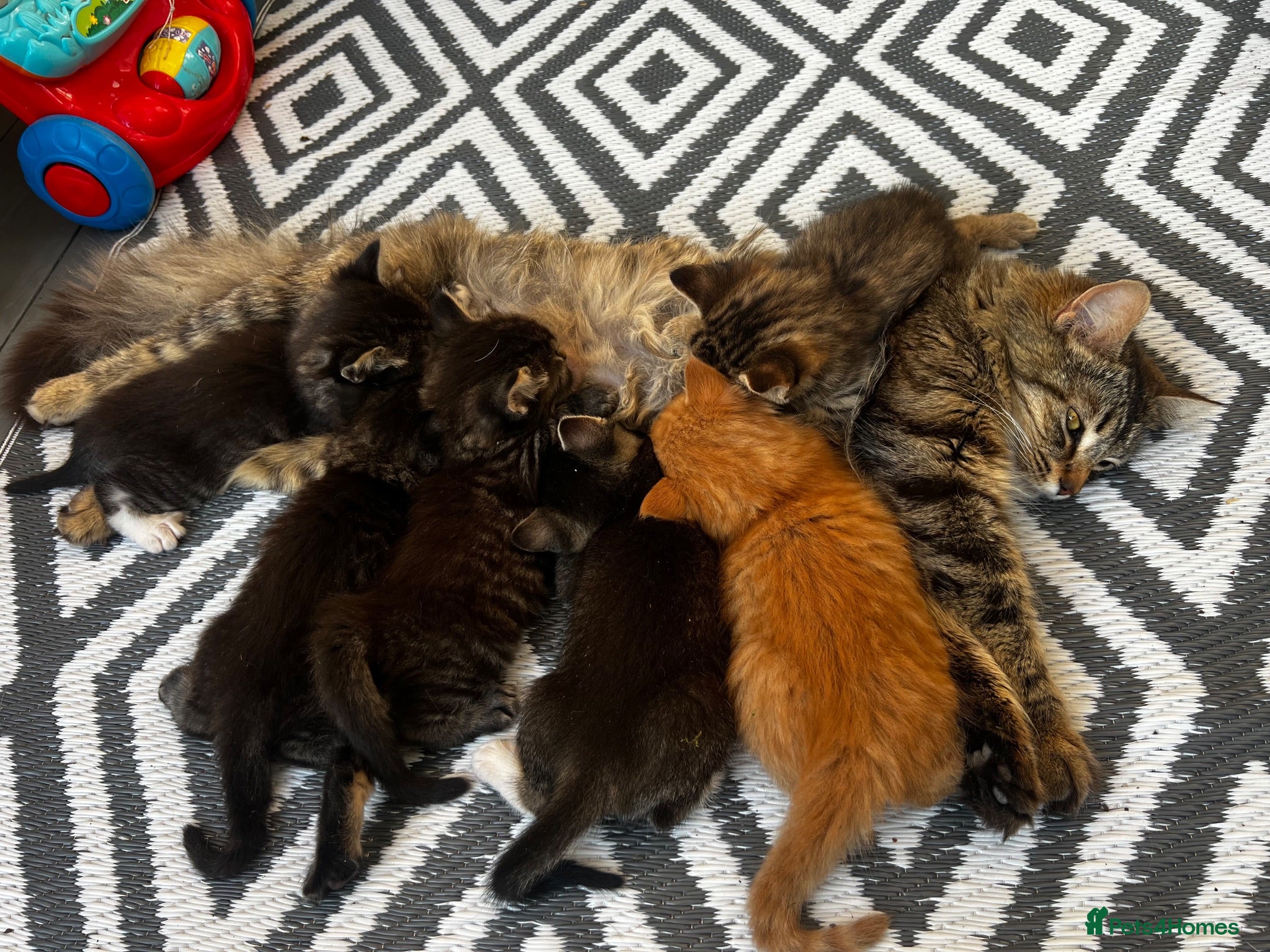 Maine Coon cats Maincoone x Norwegian forest kittens - Advert 1