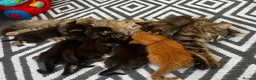 Maine Coon cats for sale: Maincoone x Norwegian forest kittens - Advert 1