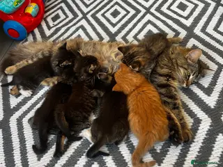 Maine Coon cats Maincoone x Norwegian forest kittens - Advert 6