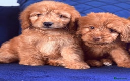 Cockapoo dogs for sale: Beautiful cockapoo puppies only  girls left  - Image 10