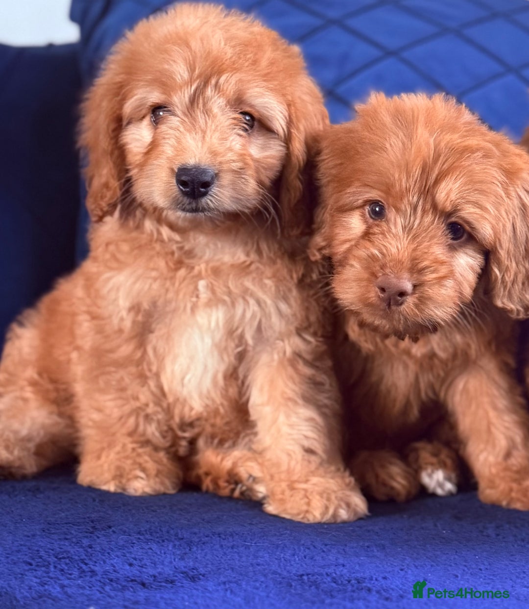 Cockapoo dogs for sale: Beautiful cockapoo puppies only  girls left  - Image 10