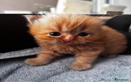 Persian cats for sale: Persian Kittens For Sale - Image 7