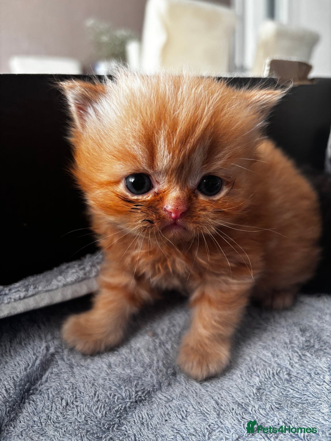 Persian cats for sale: Persian Kittens For Sale - Image 7