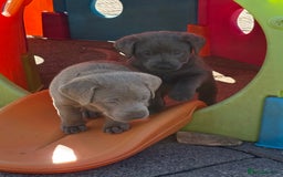 Labrador Retriever dogs for sale: Gorgeous KC Silver & Charcoal Labs - Image 11