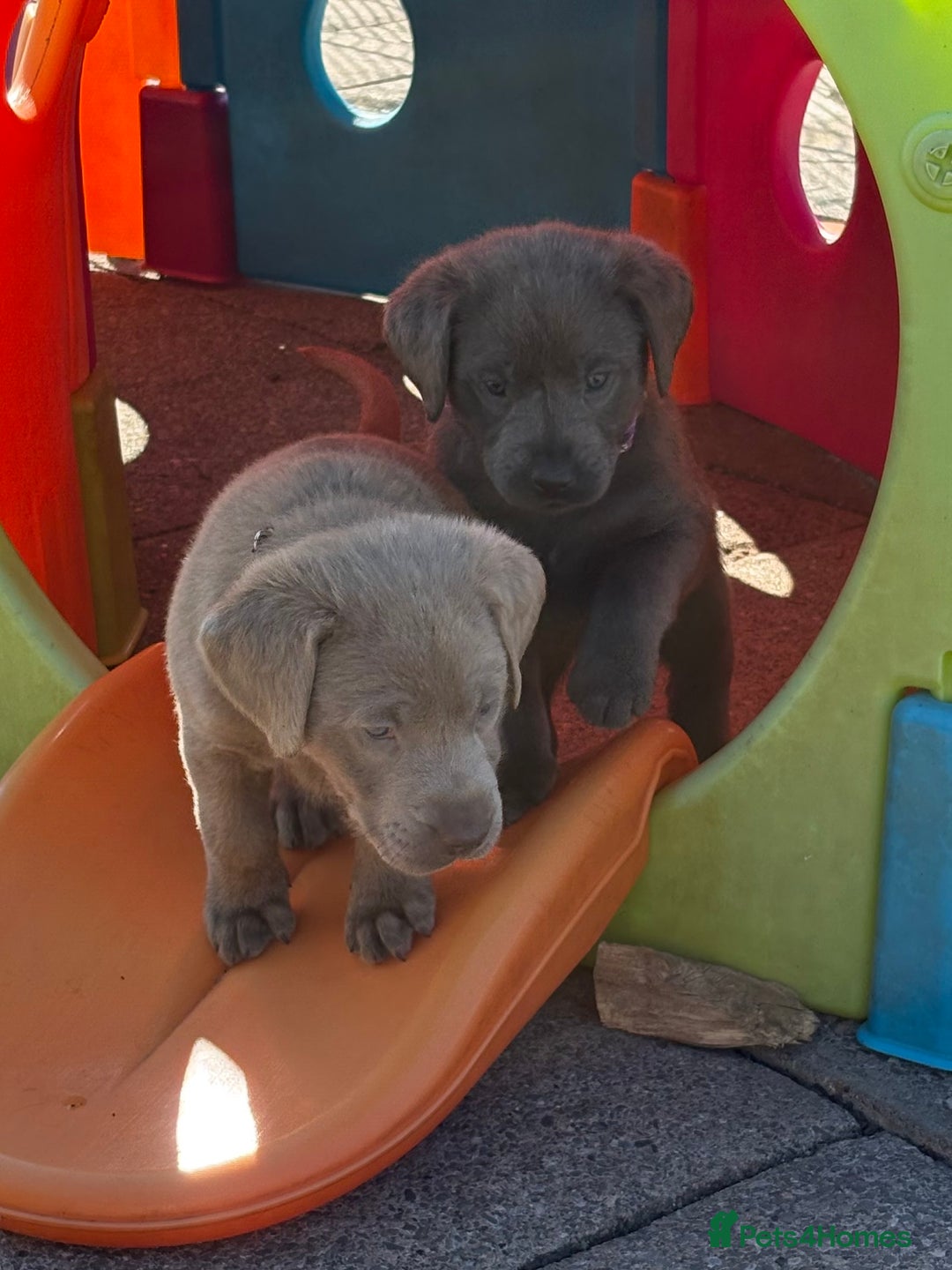Labrador Retriever dogs for sale: Gorgeous KC Silver & Charcoal Labs - Image 11