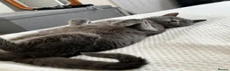 British Shorthair cats for sale: Luna - rehoming our beautiful indoor cat - Advert 6