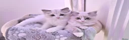 Ragdoll cats for sale: Ragdoll kittens are looking for forever home - Advert 5