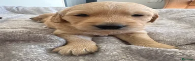 Golden Retriever Puppy 3 reserved 