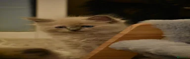 Ragdoll 1