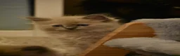 Ragdoll cats for sale: Pedigree registered mink /sepia Ragdolls - Advert 2