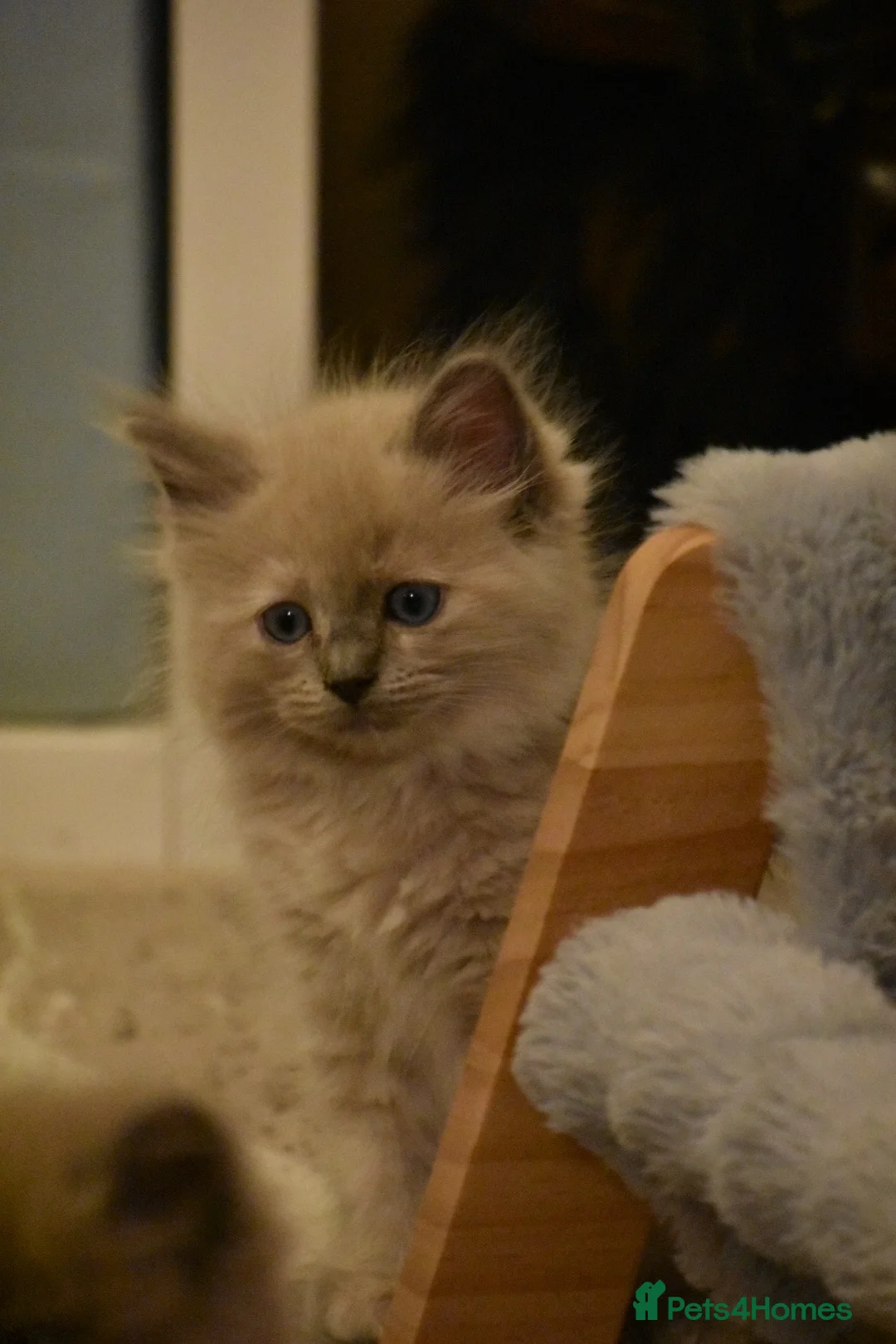 Ragdoll cats for sale: Pedigree registered mink /sepia Ragdolls - Advert 2