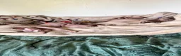 Sphynx cats for sale: All girls Sphynx kittens - Advert 2