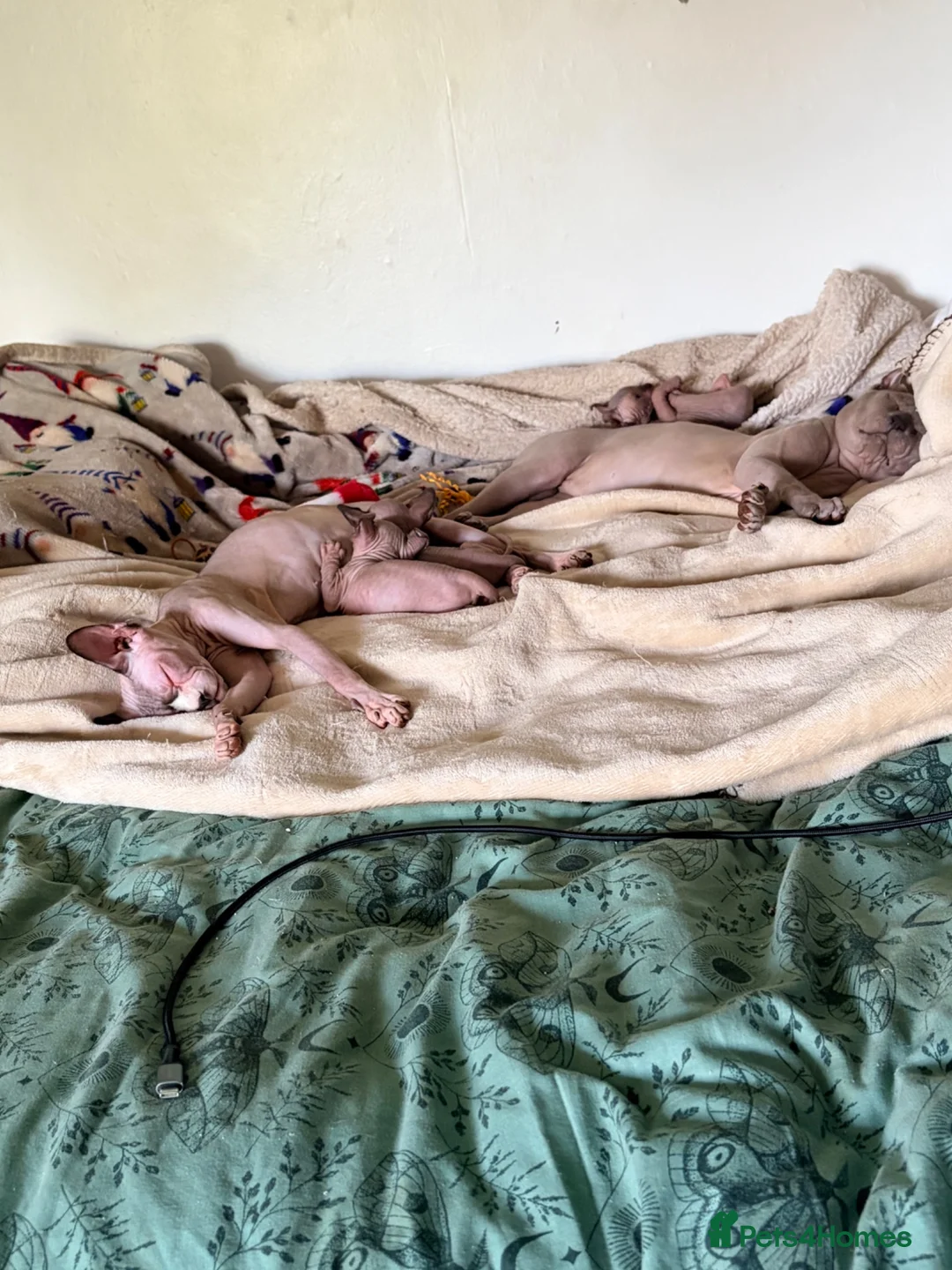 Sphynx cats for sale: All girls Sphynx kittens - Advert 2