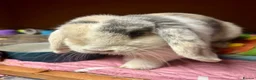 Mini Lop rabbits for sale: Mini lop doe  - Advert 1