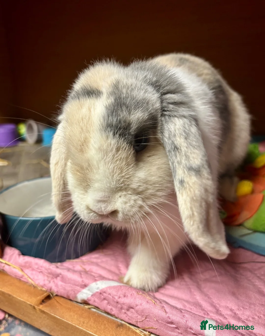 Mini Lop rabbits for sale: Mini lop doe  - Advert 1