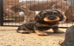 Dachshund dogs for sale: Standard wire dachshund puppies - Image 3