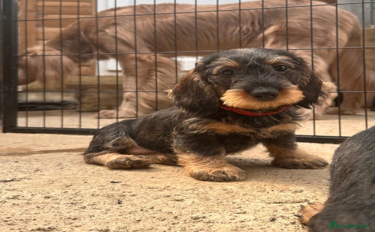 Dachshund dogs - Advert 1