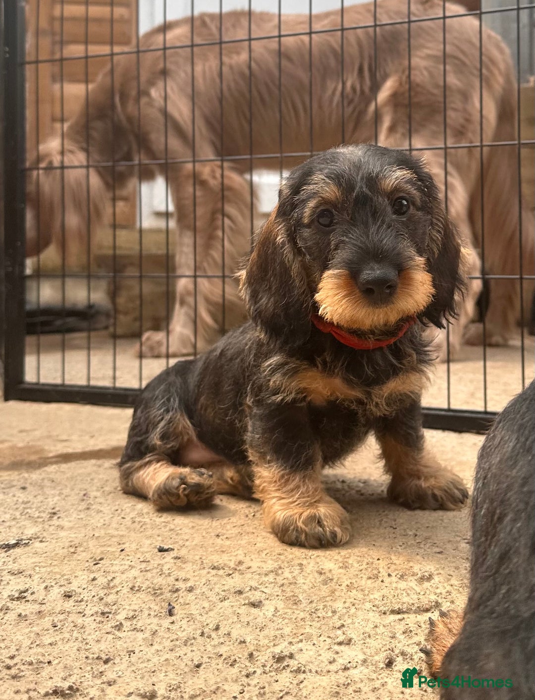 Dachshund dogs for sale: Standard wire dachshund puppies - Image 3