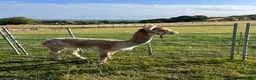 Alpaca livestock for sale: BAS registered male Alpaca for sale - Advert 6