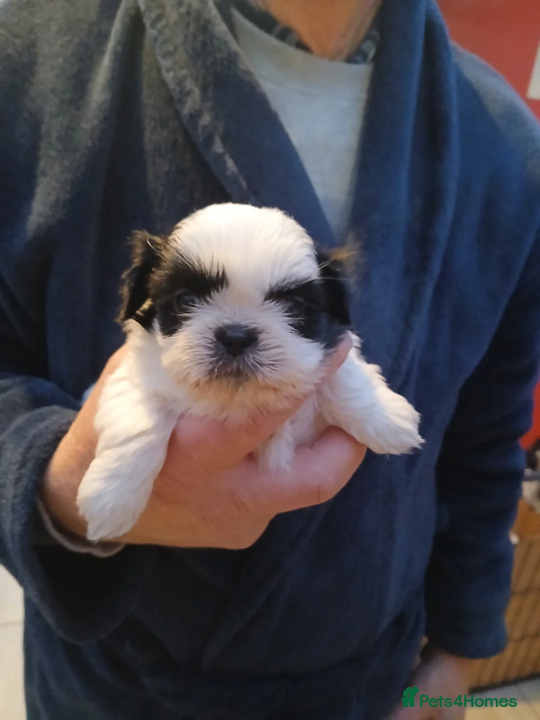 Shih Tzu dogs for sale: 4 Shih-tzu boy puppies for sale 1200/1300 - Advert 10