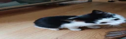 Mixed Breed cats for sale: Kittens to be rehomed in Wolverhampton - Advert 5