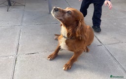 Cocker Spaniel dogs for sale: 10 year old cocker spaniel  - Image 3
