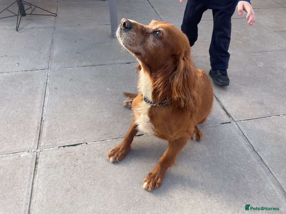Cocker Spaniel dogs for sale: 10 year old cocker spaniel  - Image 3