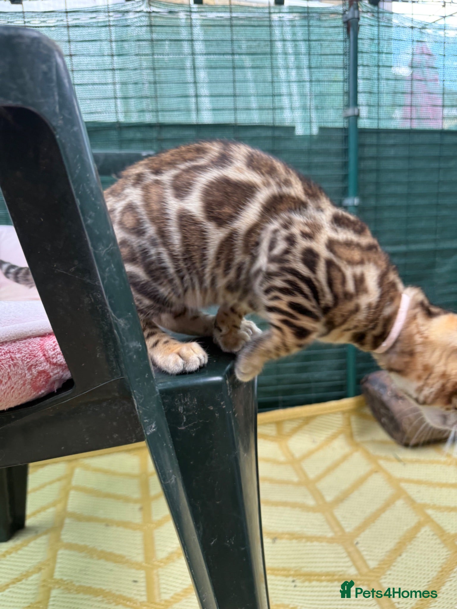 Bengal cats 🩷 Stunning TICA ✨ Health tested Bengal kitten  - Advert 2