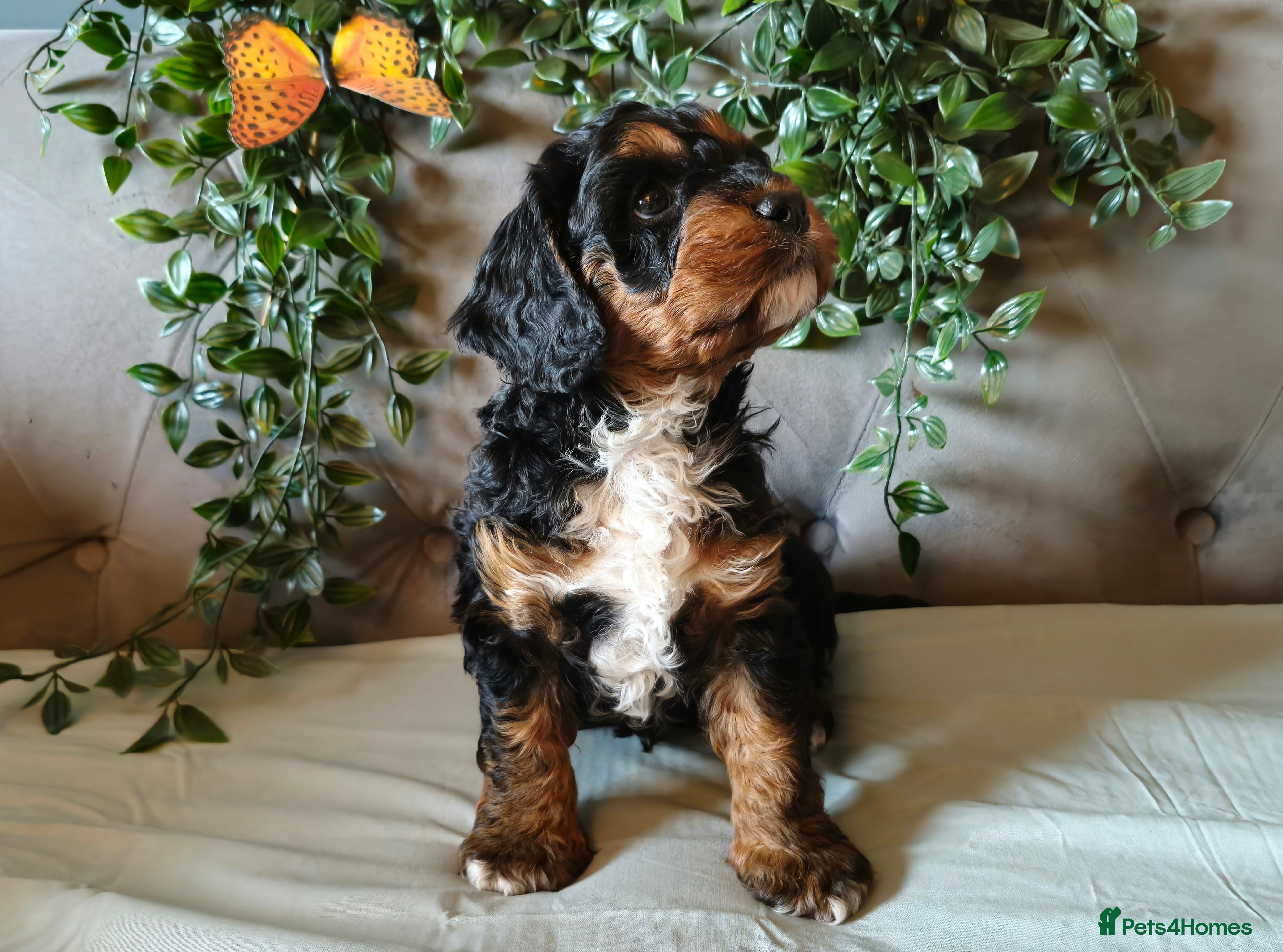 Cavapoo dogs stunning rare f1 cavapoo boy puppy health tested - Advert 5