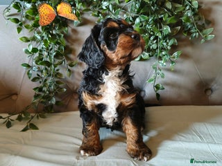Cavapoo dogs stunning rare f1 cavapoo boy puppy health tested - Advert 6