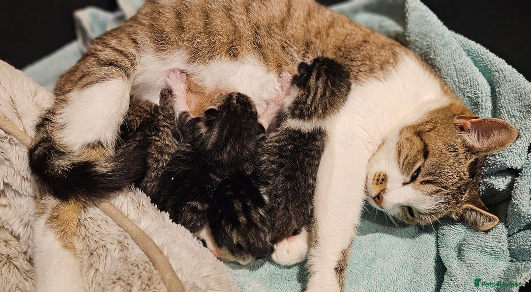 Mixed Breed cats for sale: Four handsome boys ready for their new home - Image 8