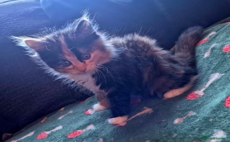 Mixed Breed cats - Advert 5