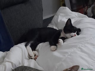 British Shorthair cats 2 male kittens available - Advert 1