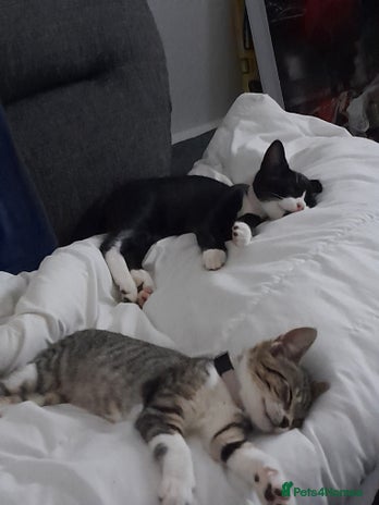 British Shorthair cats 2 male kittens available - Advert 2