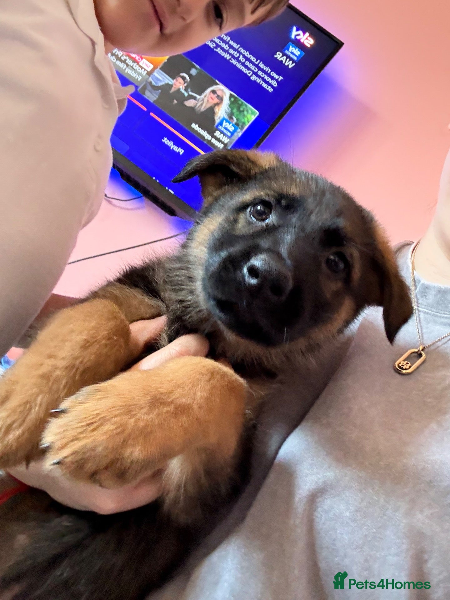 German Shepherd dogs Beautiful German Shepherd Puppies  - Advert 10
