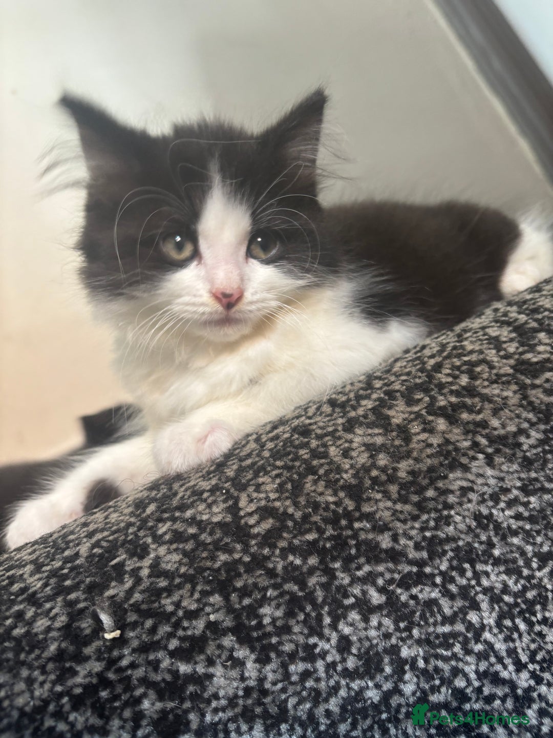 British Longhair cats for sale: 2 kittens for sale - Image 1