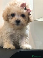 Poochon dogs Tiny babies ❤️❤️❤️ - Advert 2